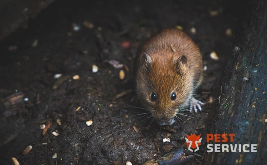 Дератизация в Бийске